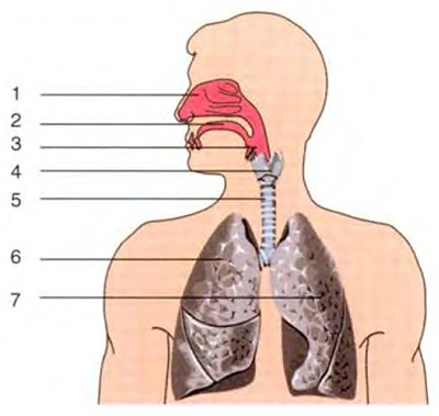 Строение дыхательной системы рисунок без подписей