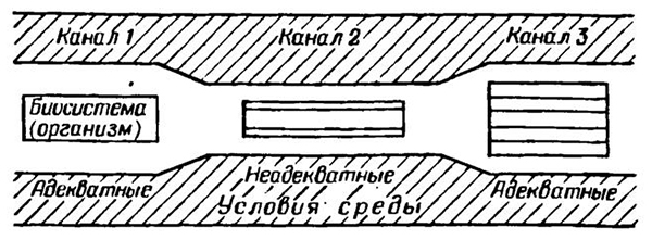 Схема, иллюстрирующая переход организма (биосистемы) из одних условии среды в другие